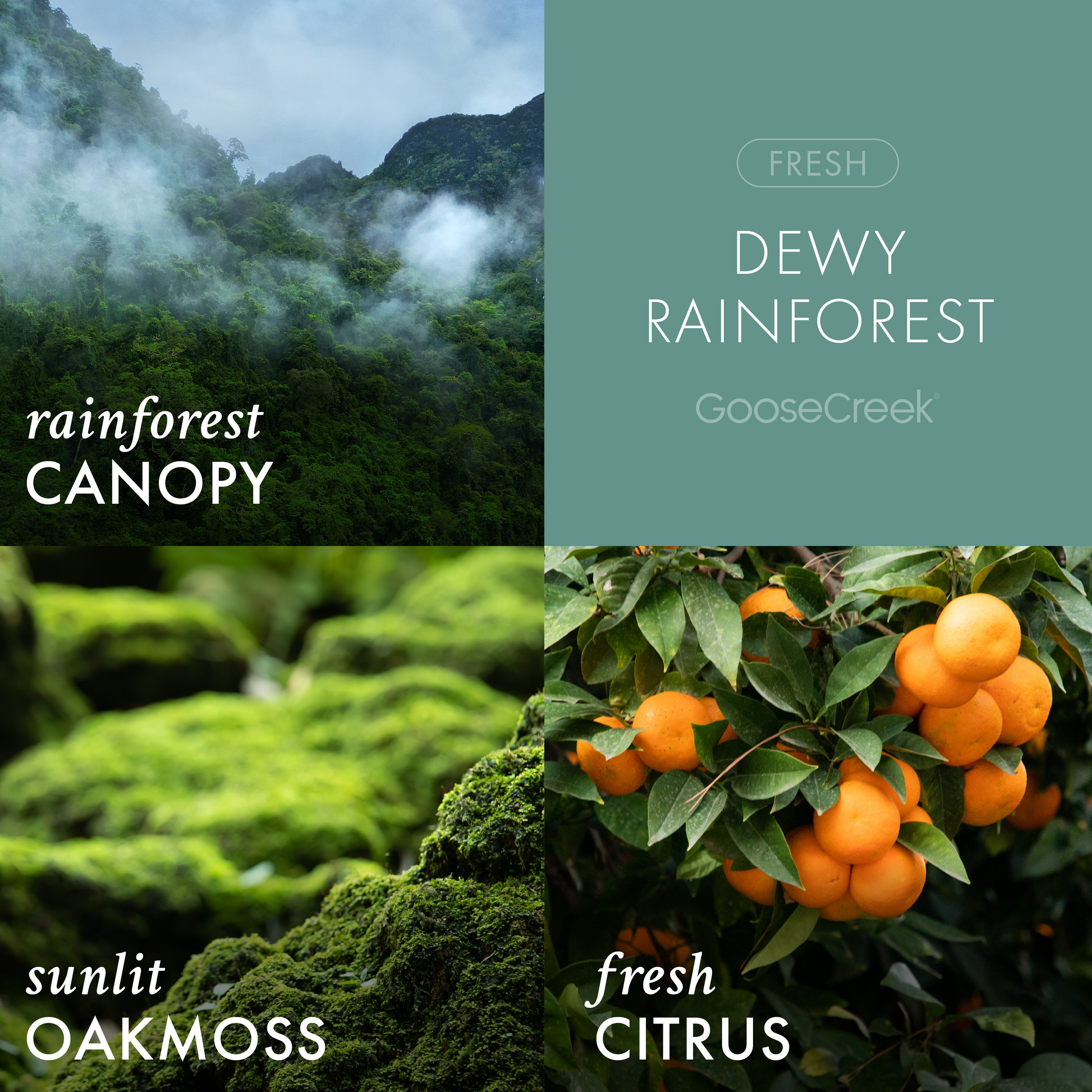Dewy Rainforest 3-Wick Candle