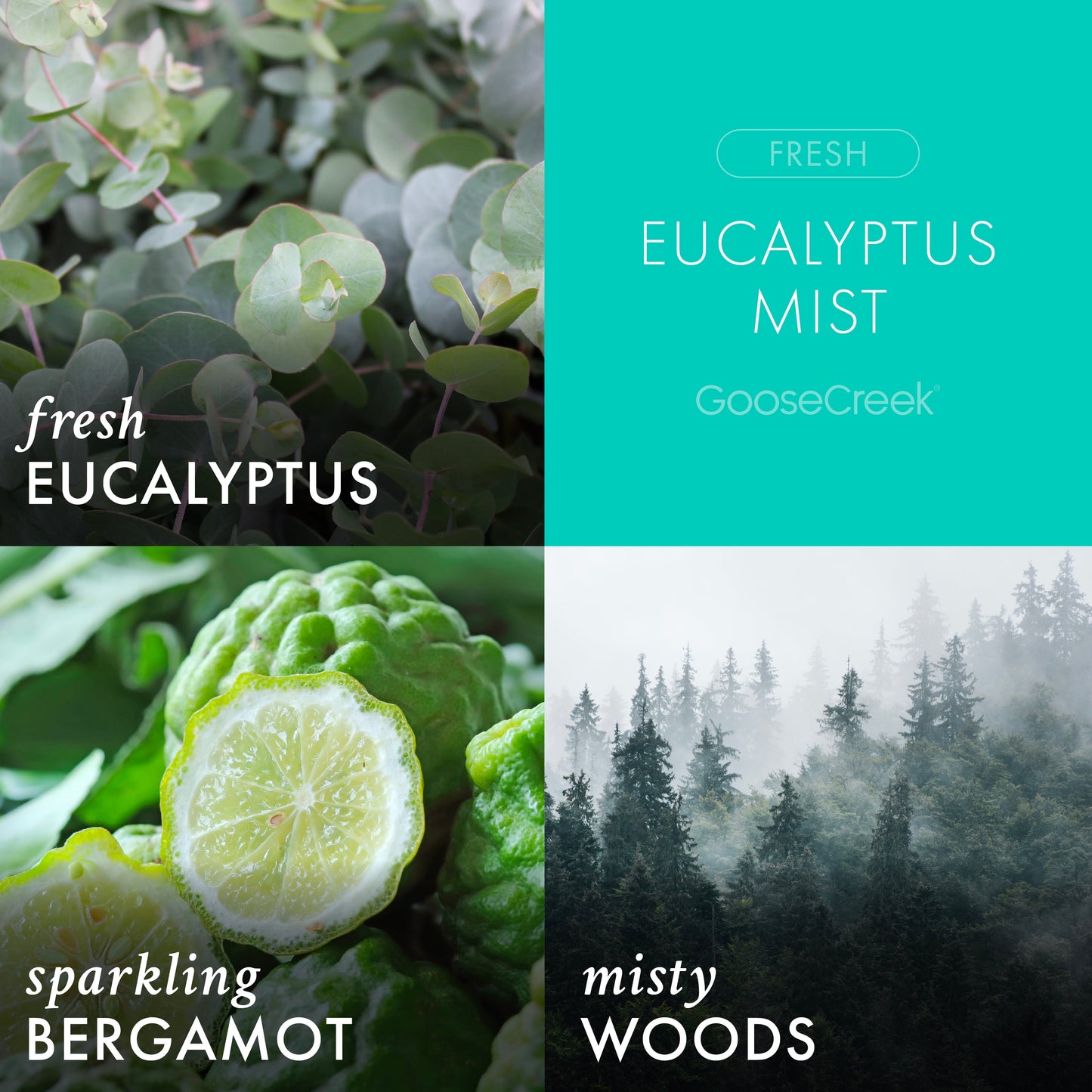 Eucalyptus Mist 3-Wick Candle