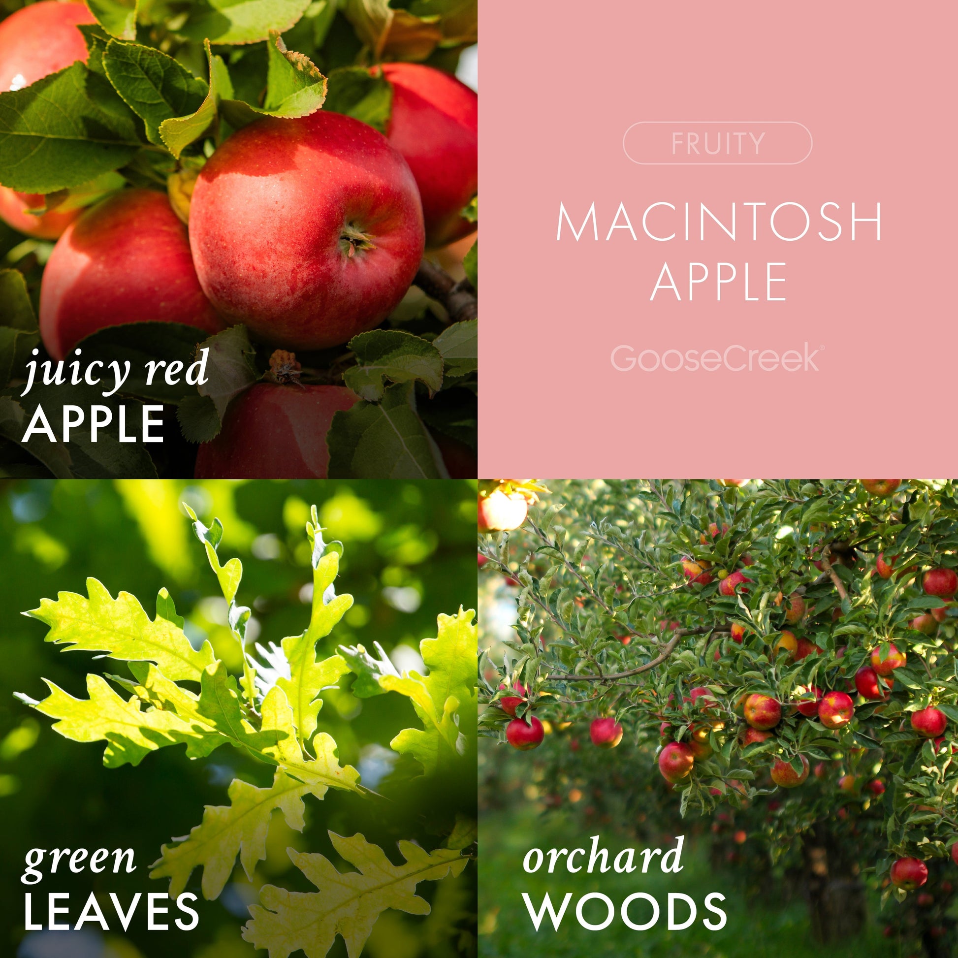 Macintosh Apple 3-Wick Candle