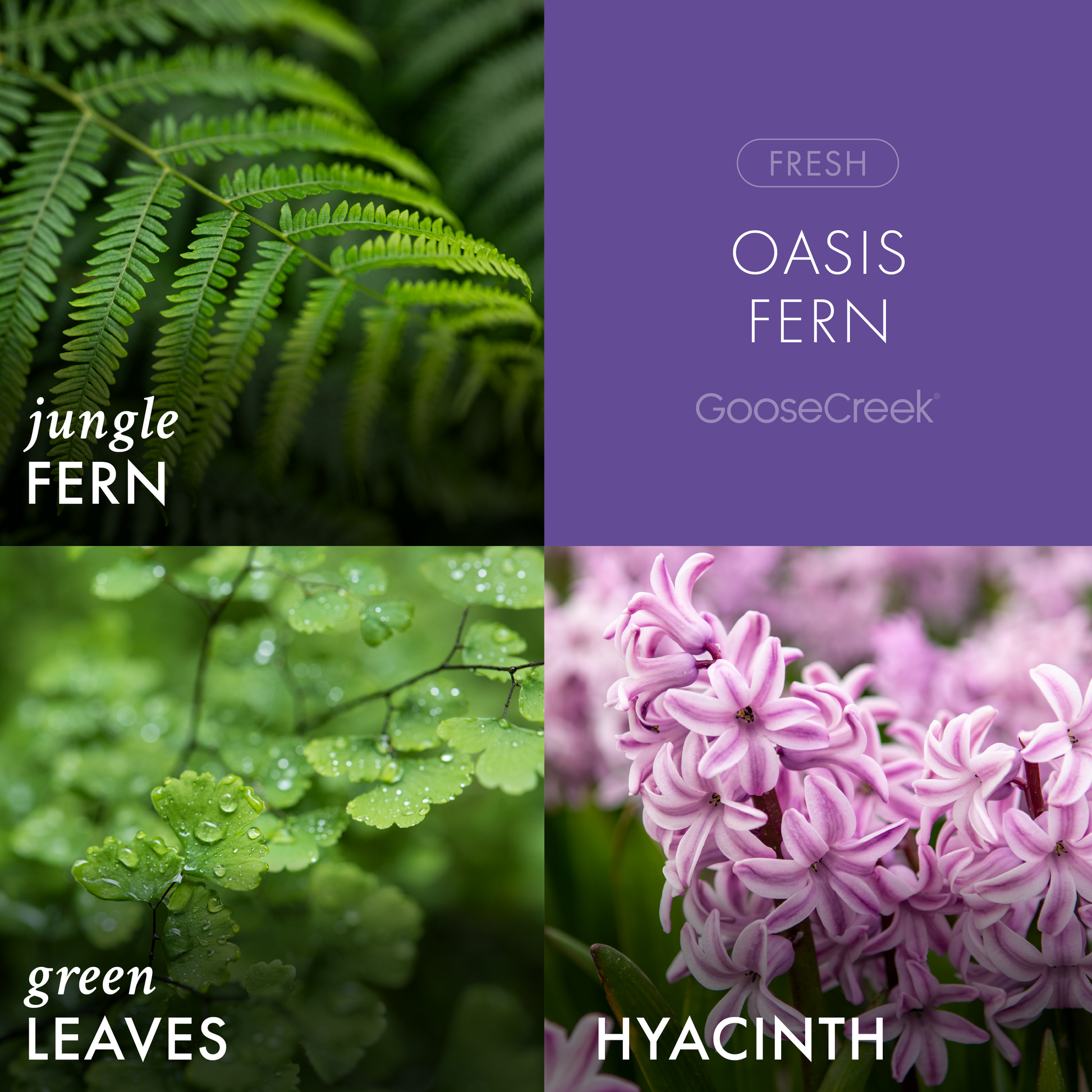 Oasis Fern 3-Wick Candle