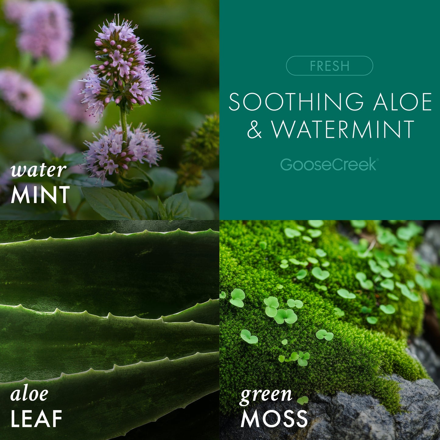 Soothing Aloe & Watermint 3-Wick Candle